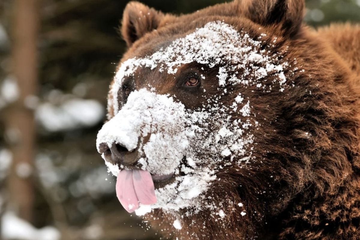 ‘Cocaine Bear’: La historia real de un oso que ingirió más de 20kg de cocaina llegará a los cines en febrero